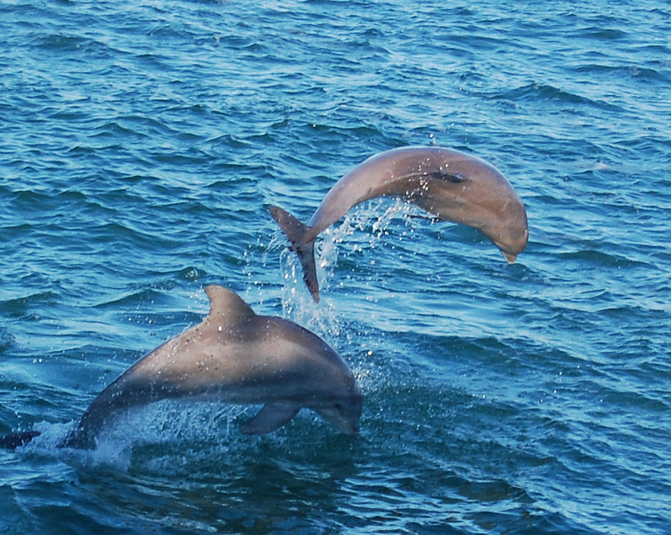 dolphins-jumping