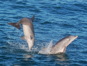 2-more-dolphins_0