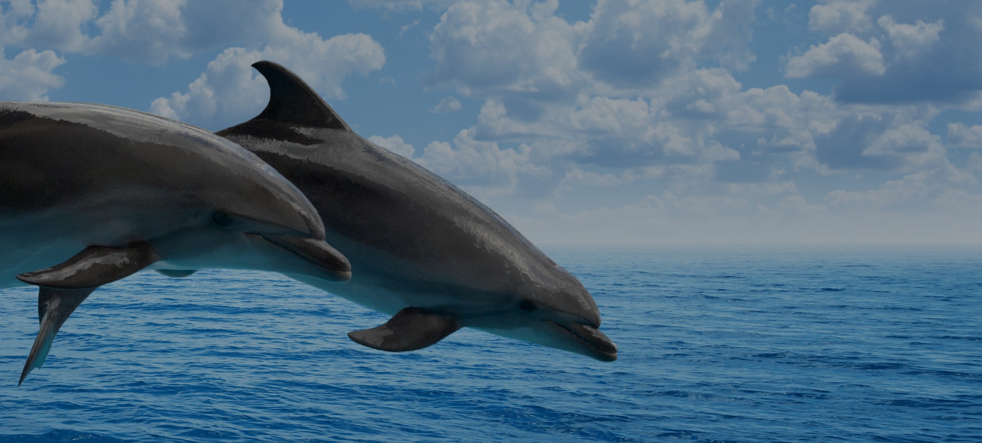 Destin dolphin tours