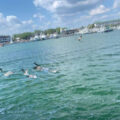 dolphin tours gulf breeze fl
